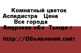 Комнатный цветок Аспидистра › Цена ­ 150 - Все города  »    . Амурская обл.,Тында г.